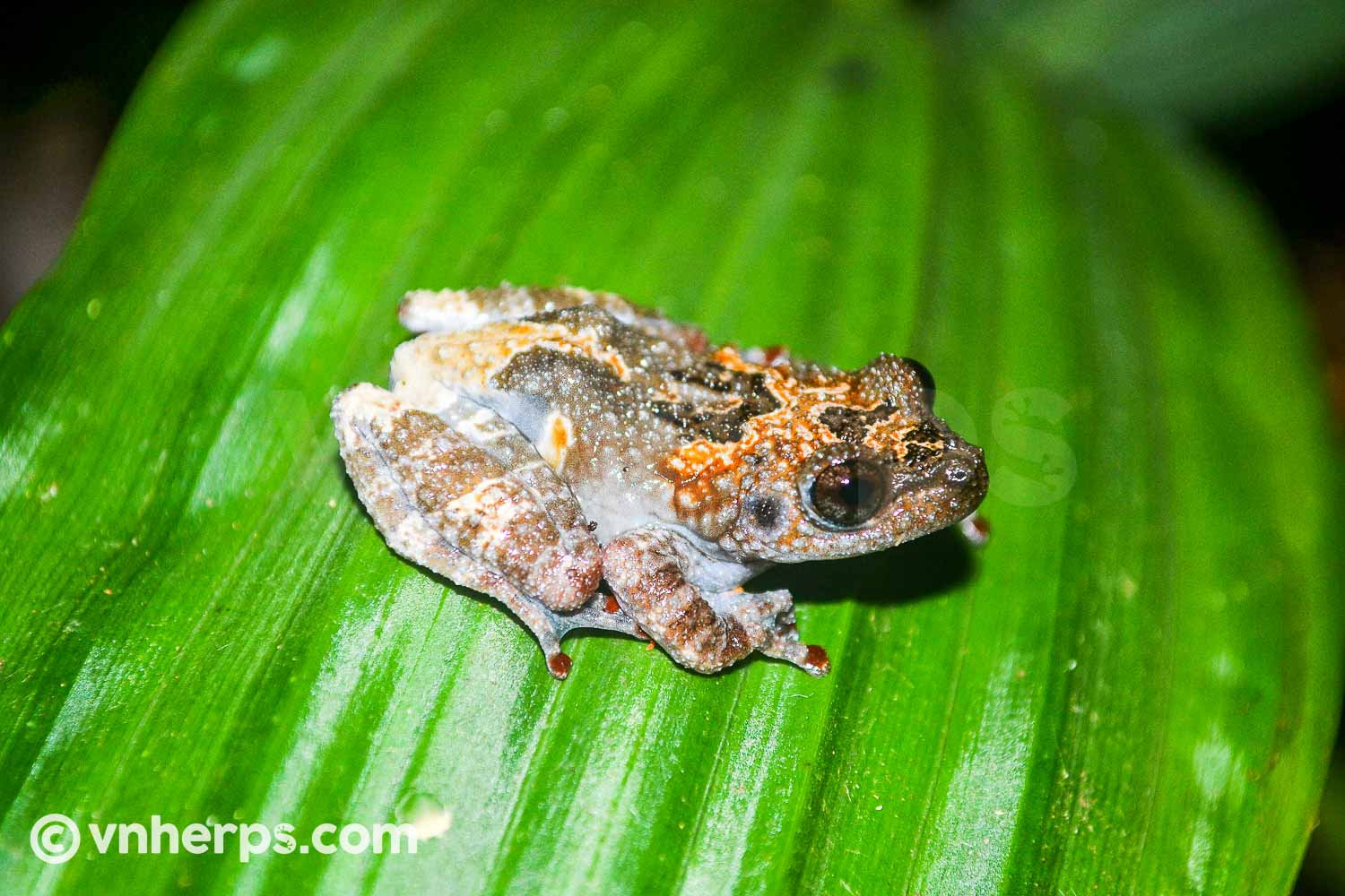 Theloderma vietnamense